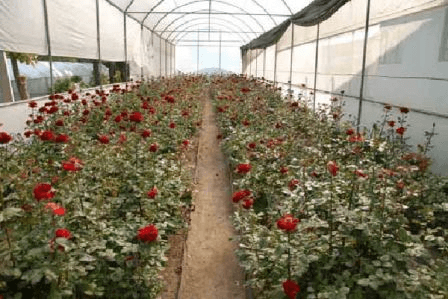 Rose Cultivation